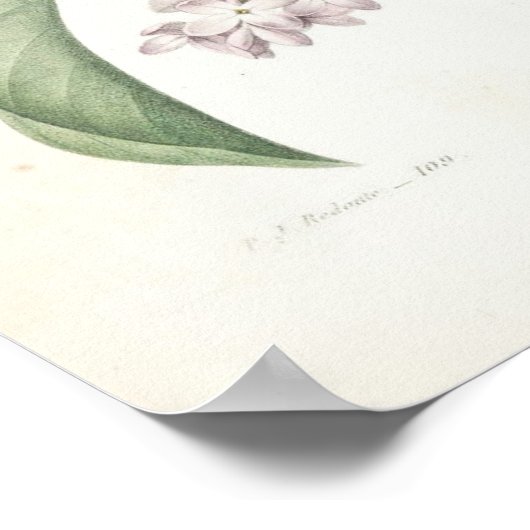 Lila of Lilas Poster (Hoek)