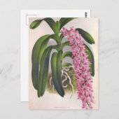  Lila orchidee Aerides Fieldingi Lindenia Briefkaart (Voorkant / Achterkant)