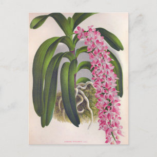 Lila orchidee Aerides Fieldingi Lindenia Briefkaart