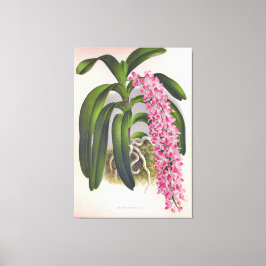  Lila orchidee Aerides Fieldingi Lindenia Canvas Afdruk
