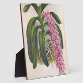 Lila orchidee Aerides Fieldingi Lindenia Fotoplaat (Zijkant)