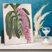 Lila orchidee Aerides Fieldingi Lindenia Fotoplaat (Zijkant)