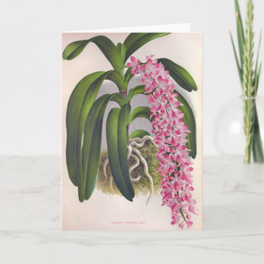  Lila orchidee Aerides Fieldingi Lindenia Kaart (Voorkant)