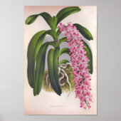  Lila orchidee Aerides Fieldingi Lindenia Poster (Voorkant)