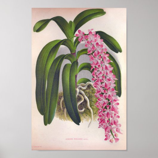 Lila orchidee Aerides Fieldingi Lindenia Poster (Voorkant)