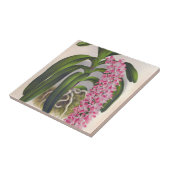  Lila orchidee Aerides Fieldingi Lindenia Tegeltje (Zijkant)