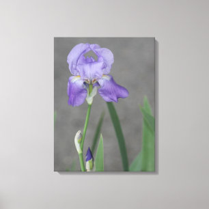 Lila Paarse gekaarde iris Canvas Afdruk