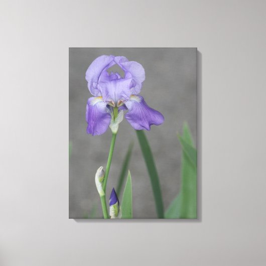 Lila Paarse gepantserde iris Canvas Afdruk (Voorkant)