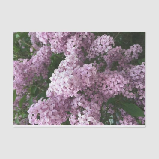 Lila papier voor vetweefsel (Voorkant)