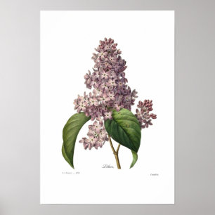 Lila Poster