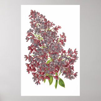 Lila PREMIUM BOTANISCHE AFDRUKKING Poster