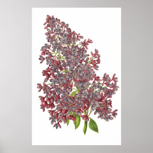 Lila PREMIUM BOTANISCHE AFDRUKKING Poster (Voorkant)