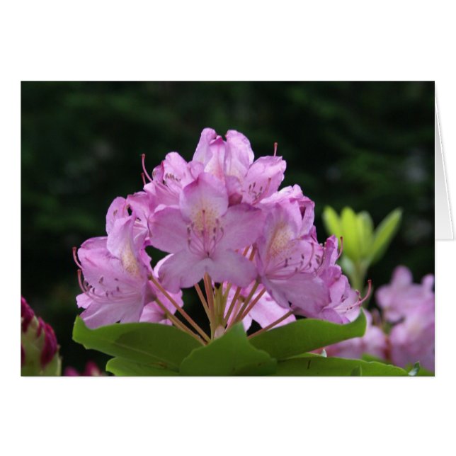 Lila Rhododendron (Voorkant Horizontaal)