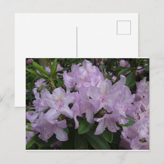 Lila Rhododendron Flowers DIY Briefkaart (Voorkant / Achterkant)