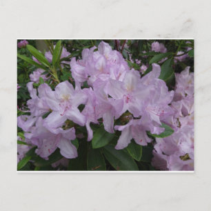 Lila Rhododendron Flowers DIY Briefkaart