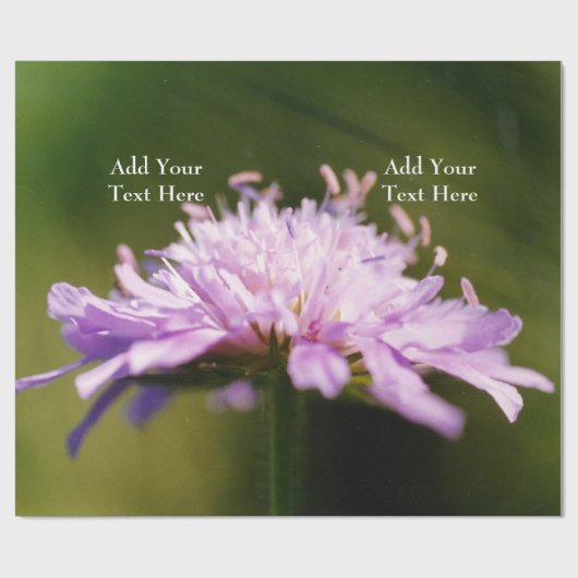 Lila Scabious (Knautia arvensis) Bloem Custom Cadeaupapier (Vlak)