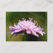 Lila schurft (Knautia arvensis) Bloem Informatiekaartje (Voorkant)