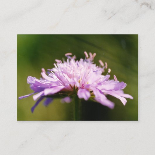 Lila schurft (Knautia arvensis) Bloem Informatiekaartje (Voorkant)