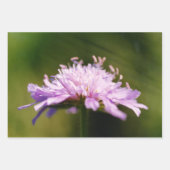 Lila schurft (Knautia arvensis) Bloem Inpakpapier Vel (Voorkant 2)
