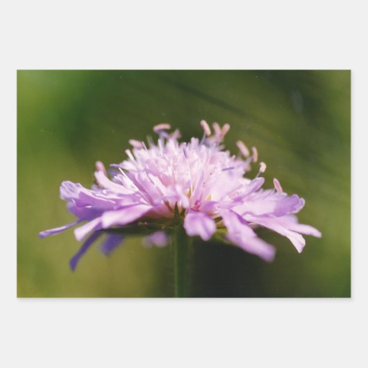 Lila schurft (Knautia arvensis) Bloem Inpakpapier Vel (Voorkant 2)