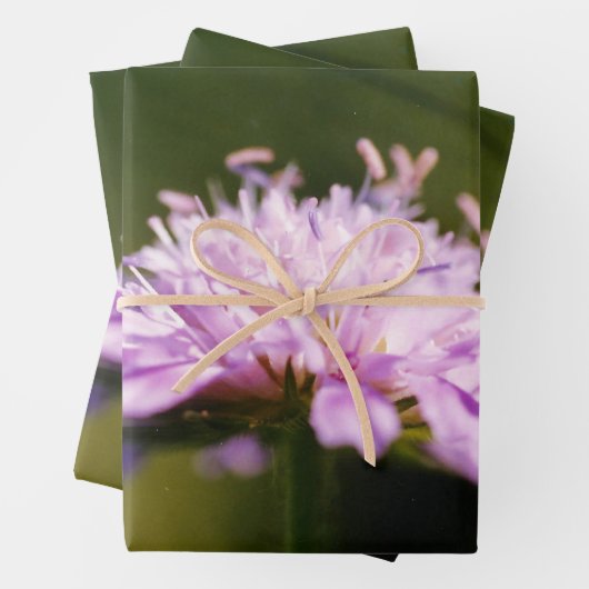 Lila schurft (Knautia arvensis) Bloem Inpakpapier Vel (In situ)