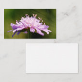 Lila schurft (Knautia arvensis) Bloem Notitiekaartje (Voorkant / Achterkant)