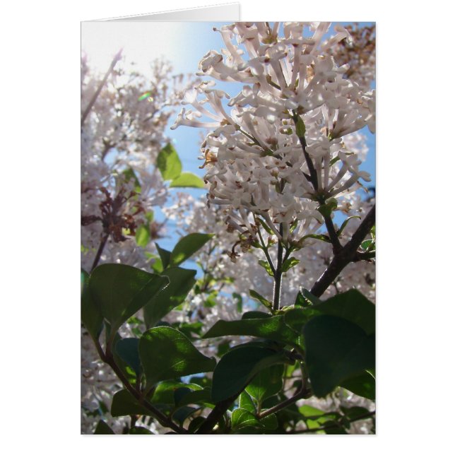 Lila Struik (Voorkant)