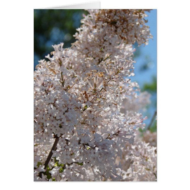 Lila Struik (Voorkant)