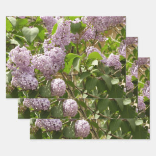 Lila Struik Beauful Paarse Spring Flowers Inpakpapier Vel