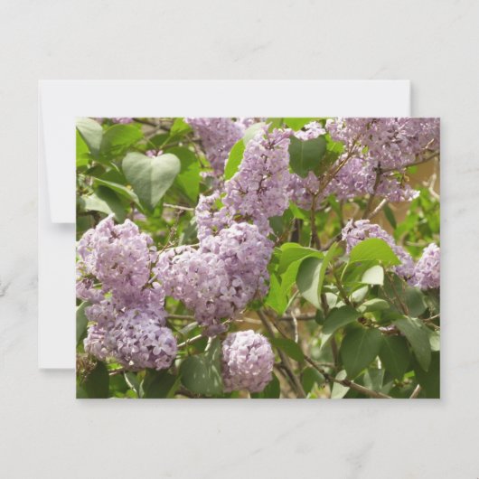 Lila Struik Beauful Paarse Spring Flowers Kaart (Voorkant)