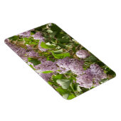 Lila Struik Beauful Paarse Spring Flowers Magneet (Rechterzijde)