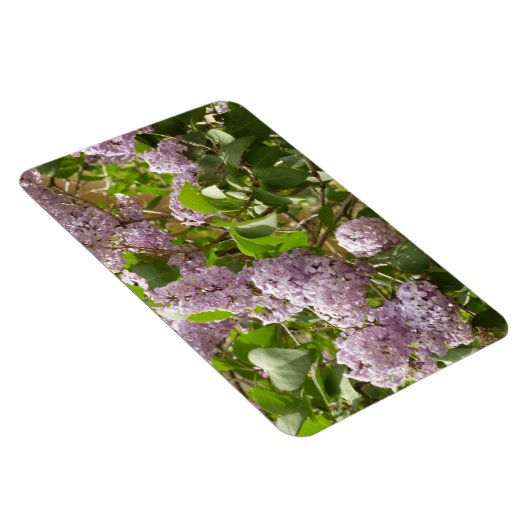 Lila Struik Beauful Paarse Spring Flowers Magneet (Rechterzijde)