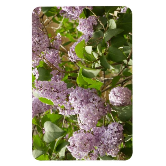 Lila Struik Beauful Paarse Spring Flowers Magneet (Verticaal)