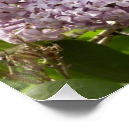 Lila Struik Beauful Paarse Spring Flowers Perfect Poster (Hoek)