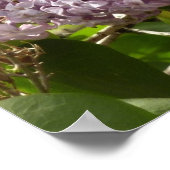 Lila Struik Beauful Paarse Spring Flowers Poster (Hoek)