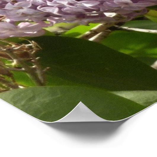 Lila Struik Beauful Paarse Spring Flowers Poster (Hoek)