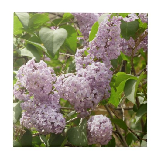 Lila Struik Beauful Paarse Spring Flowers Tegeltje (Voorkant)