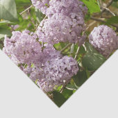 Lila Struik Beauful Paarse Spring Flowers Tissuepapier (Detail)