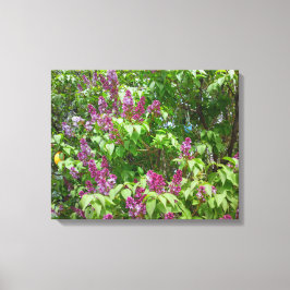 Lila Struik Canvas Afdruk