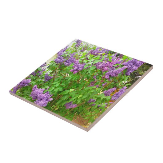 Lila Struik Tile Tegeltje (Zijkant)