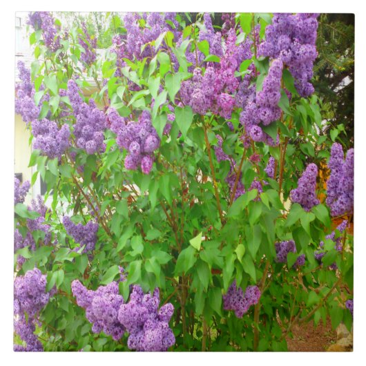 Lila Struik Tile Tegeltje (Voorkant)