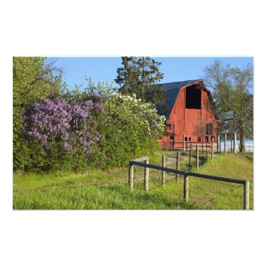 Lila struiken in bloei en magneten in bomen foto afdruk (Voorkant)