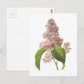lila (Syringa sp.) door Redouté Briefkaart (Voorkant / Achterkant)