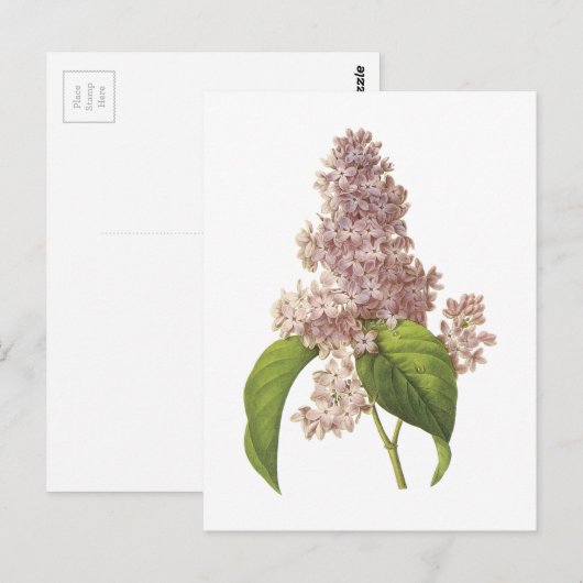 lila (Syringa sp.) door Redouté Briefkaart (Voorkant / Achterkant)