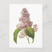 lila (Syringa sp.) door Redouté Briefkaart (Voorkant)