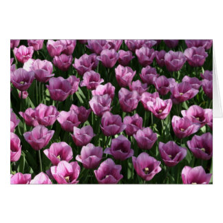 Lila Tulpen