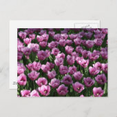 Lila Tulpen Briefkaart (Voorkant / Achterkant)
