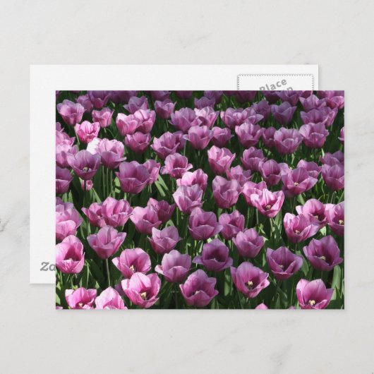 Lila Tulpen Briefkaart (Voorkant / Achterkant)