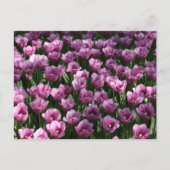 Lila Tulpen Briefkaart (Voorkant)