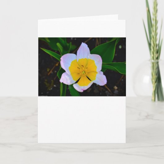 Lila tulpen, Kaart (Voorkant)